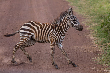 Fototapeta na wymiar A young zebra suddenly stopping