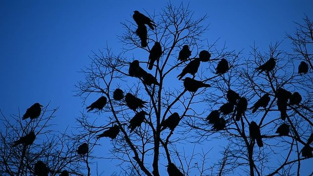 Silhouettes of crows in a tree shot against dusk blue sky 