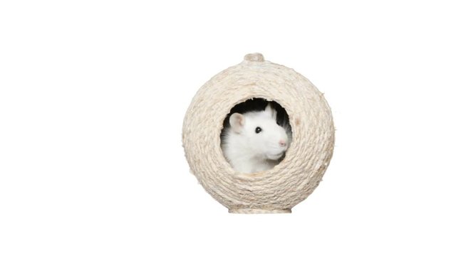 pet rat in a wicker house on a white background
