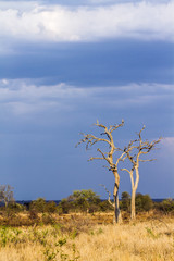 Savannah landscape in Kruger National park, South Africa