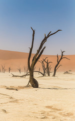 Fototapeta na wymiar Dead tree in Deadvlei, Namibia