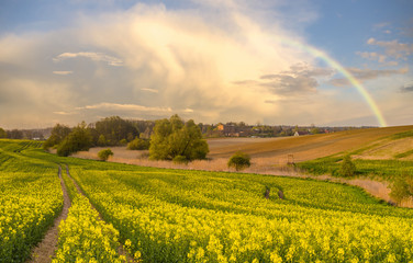 Fototapeta krajobraz wiejski,kwitnący rzepak na polu,ulewa i tęcza obraz