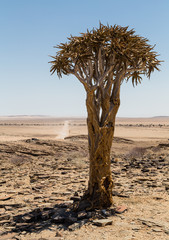Isolated Quiver tree, Aloe Dichotoma
