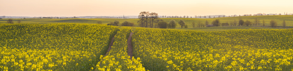 Panorama pola kwitnącego rzepaku © Mike Mareen