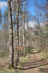 Belgien Kempenland Waldgebiet 5