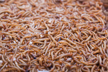 A pile of living mealworms larvae. This worm is used as food for feeding birds, reptiles or fish. The image can be used as abstract background