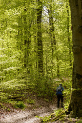 walking on dirt trail in the springtime woods, Stuttgart