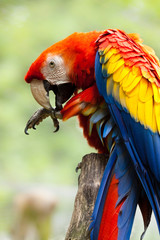 Hellrote Ara (Ara macao)