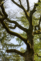 Fototapeta na wymiar moss on winding branches, Stuttgart