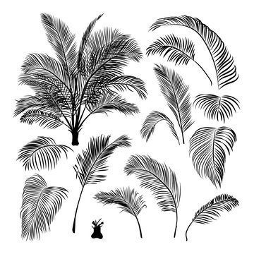 set of palm leaves
