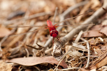 Common Scarlet dragonfly