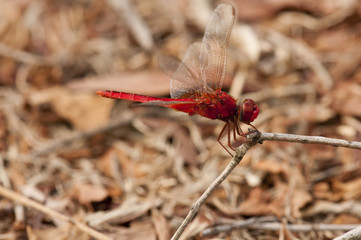 Common Scarlet dragonfly