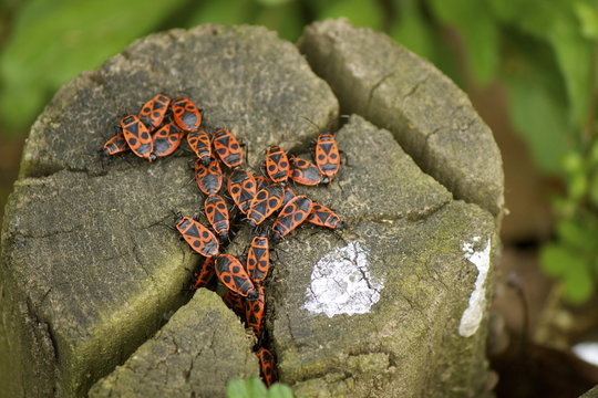Phyrrhocoris apterus