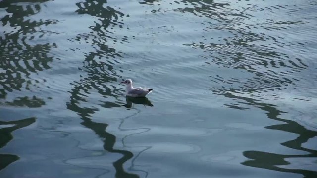 Gabbiano galleggia sull'acqua