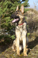 german sheepdogs puppy