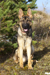 german sheepdogs puppy