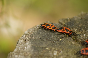 Phyrrhocoris apterus