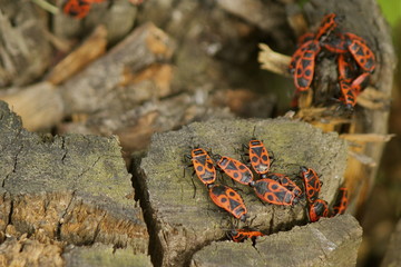 Phyrrhocoris apterus
