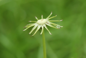 Dandelion