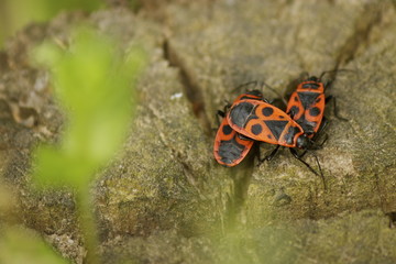 Phyrrhocoris apterus