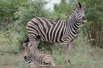 Fototapeta na wymiar Burchell’s zebra mare keeping vigilant guard over her young calf while it is lying down to rest