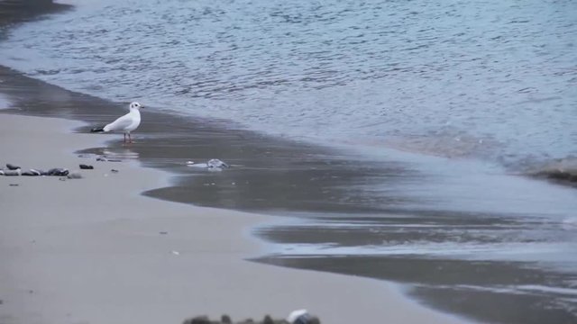 Gabbianella sulla spiaggia