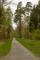 Fototapeta na wymiar fir trees and dirt trail in the springtime woods, Stuttgart
