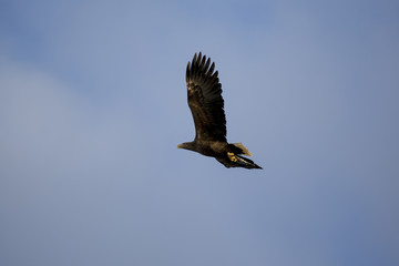 White-tailed eagle (Haliaeetus albicilla) in flight at Raftsund on Lofoten Islands, Nordland, Norway