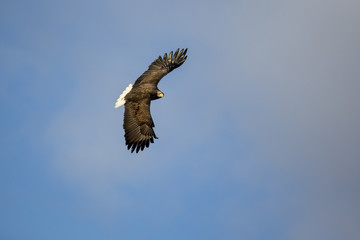 White-tailed eagle (Haliaeetus albicilla) in flight at Raftsund on Lofoten Islands, Nordland, Norway