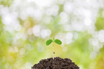  water drop with Young green plant on  the soil ,on nature green