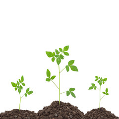  water drop with Young green plant on  the soil ,on white backgr