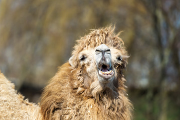 Camel in a zoo.