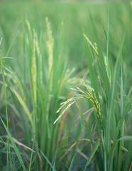 Green ripe rice in blur field. Selective focus.