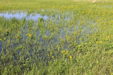 Wet meadow with marsh marigolds. Spring landscape 