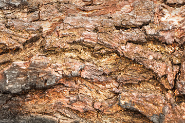 Bark Tree Texture Background Pattern