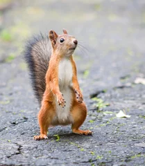 Foto auf Glas Eichhörnchen im Park © lexivv