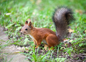 Naklejka na ściany i meble Squirrel in the Park