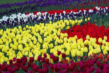 Many multicolored tulips