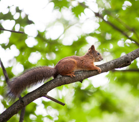 Squirrel in the Park