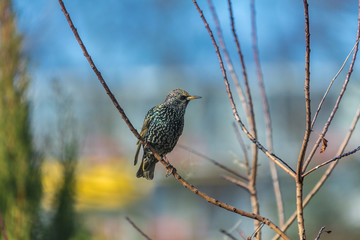 Beautifully coloured common starling on a branch