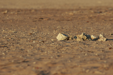Stones on Mars