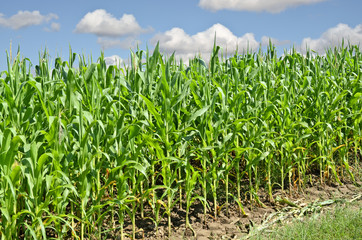 Obraz premium Corn field
