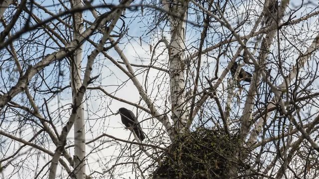 rooks build their nests in the spring