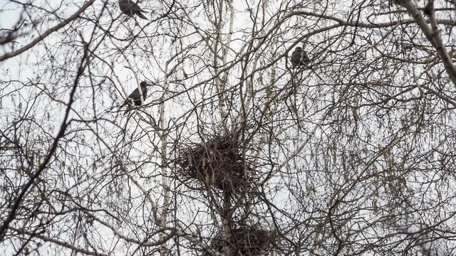 rooks build their nests in the spring