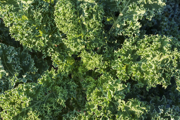Naklejka premium Growing kale