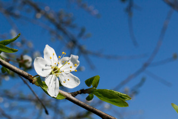 Весенние цветы