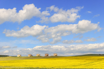 Between Apulia and Basilicata: farmhouses abandoned in a field of yellow flowers.Italy.Spring hilly rural landscape: farmhouses topped by clouds. - obrazy, fototapety, plakaty