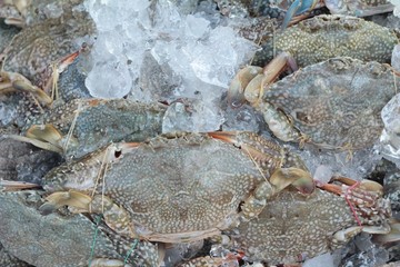Fresh sea crab for cooking in market.