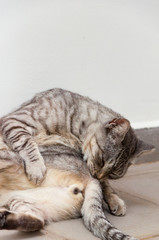 grey striped cat washing itself