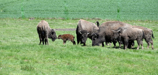 Willkommen, neugeborenes Bisonkalb wird  von Herdenmitgliedern begrüßt